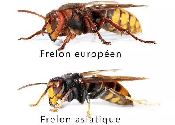 Frelons, Comment les différencier ? - Experts Guêpes et Frelons
