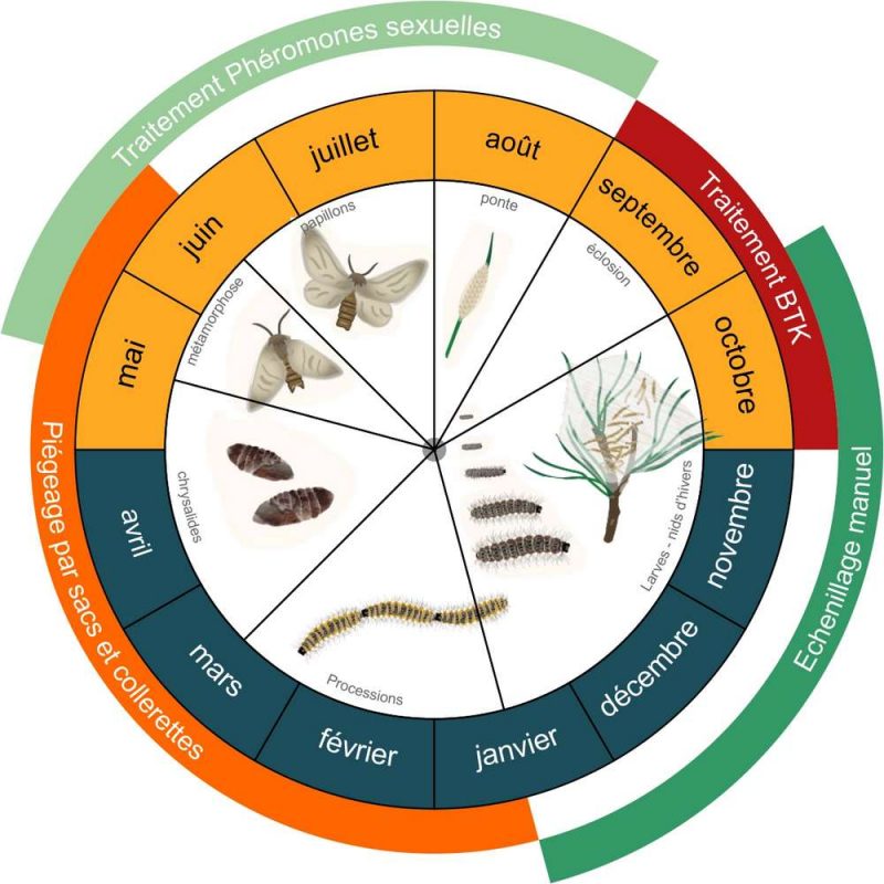 Cycle des chenilles processionnaires du pin Experts Guêpes et Frelons — free download