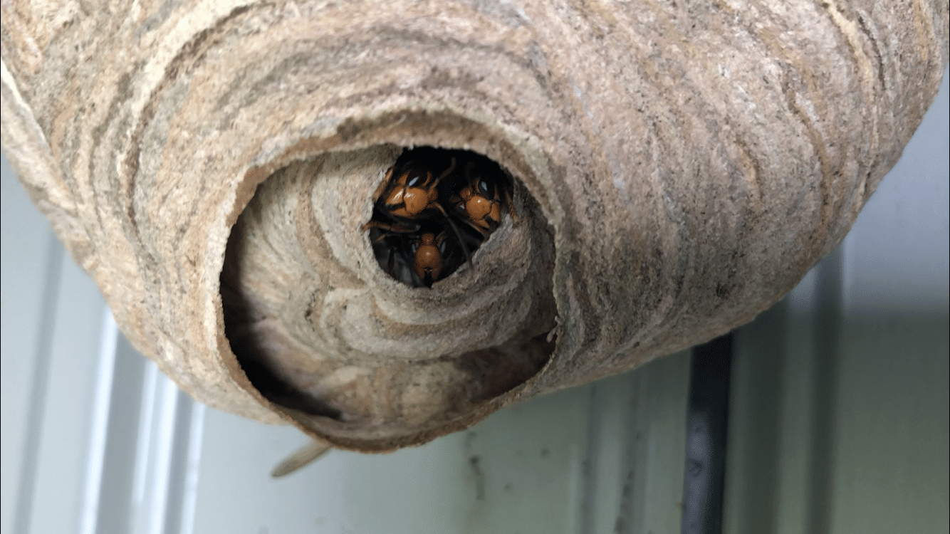 Frelons asiatiques Martillac