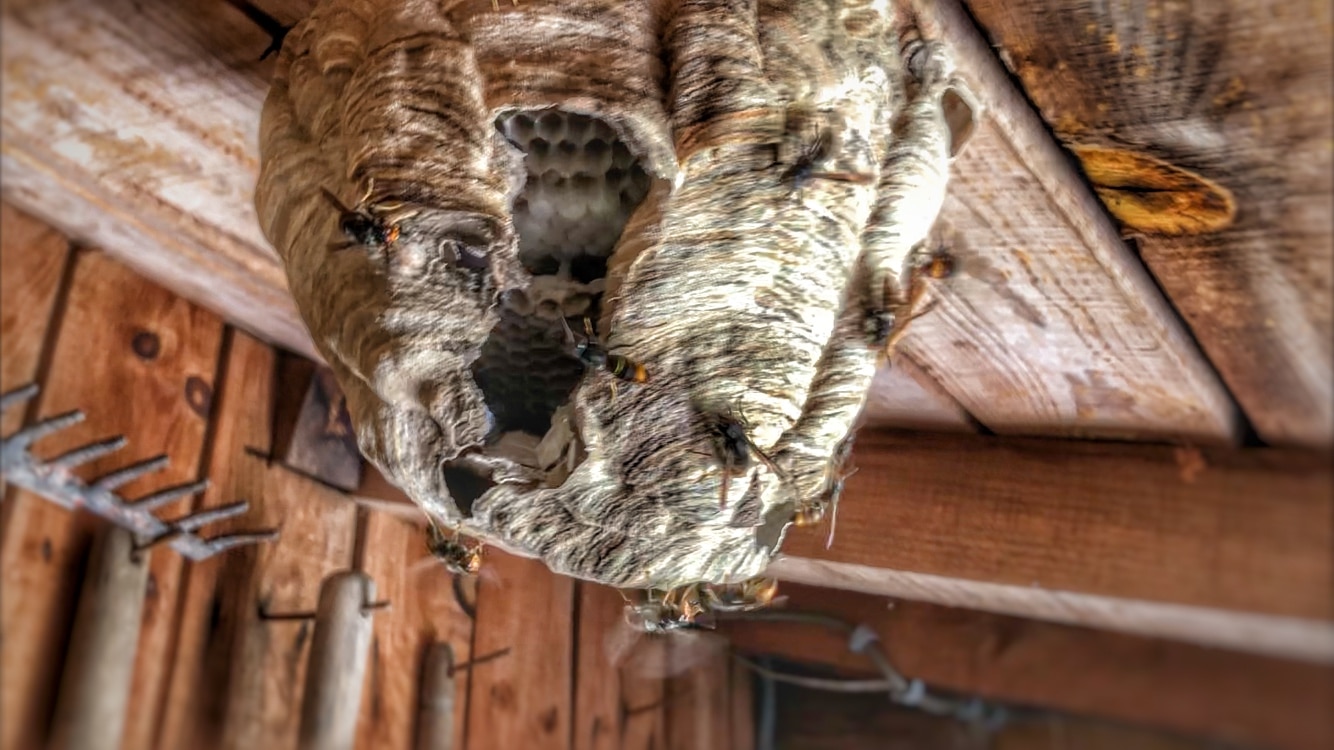 nid frelons asiatiques Douence saint magne