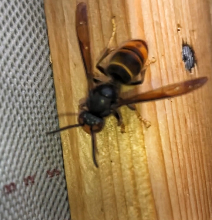 Frelons asiatiques Villenave d'Ornon