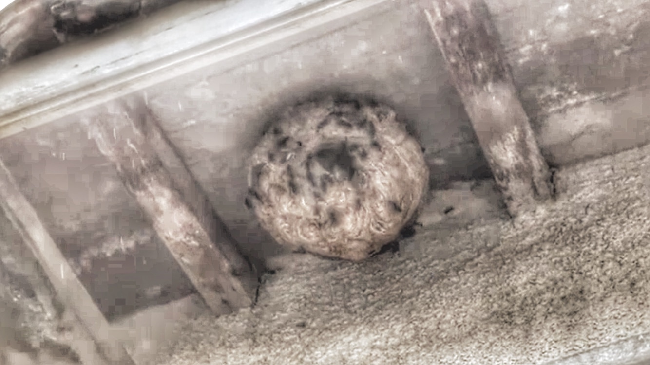 Frelons asiatiques La Brède