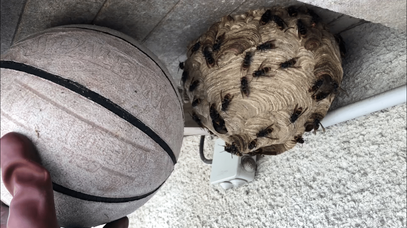 Frelons asiatiques Labrède