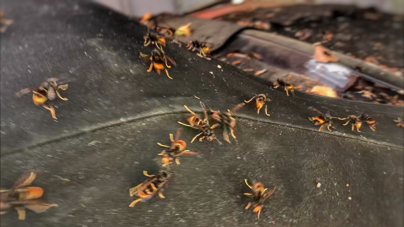 Frelons asiatiques Saint Morillon