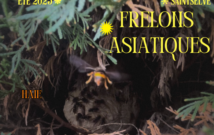 nid-frelons-asiatiques-saint-selve