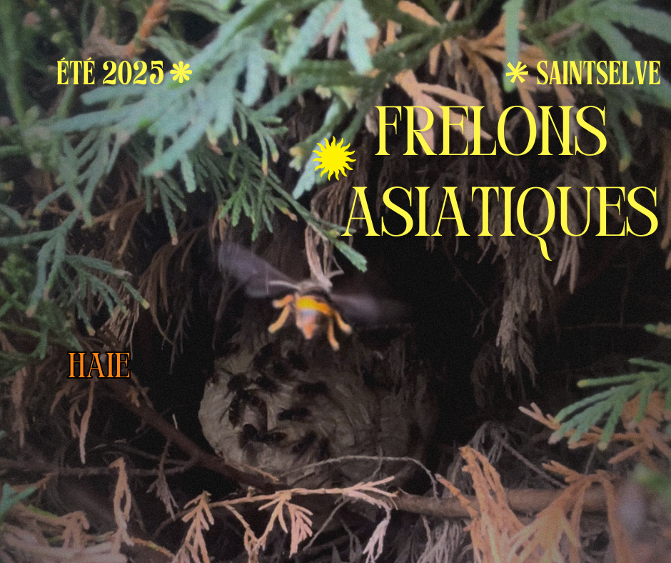 nid-frelons-asiatiques-saint-selve