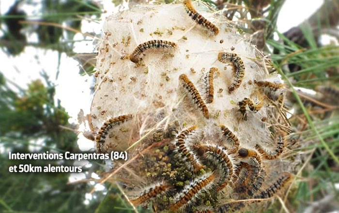 Desinsectisation Chenilles Processionnaires du Pin - Guns 84