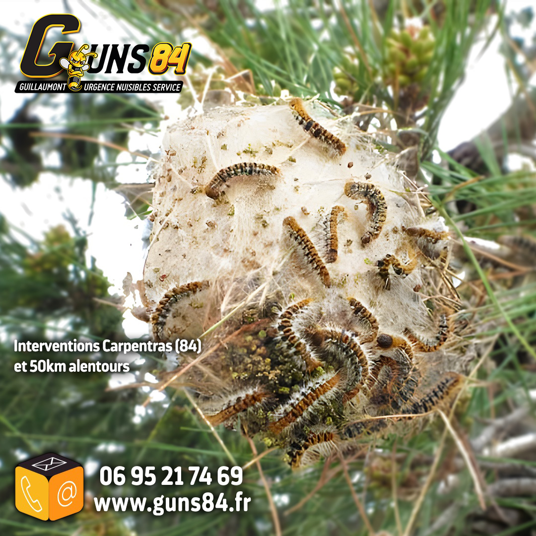 Desinsectisation Chenilles Processionnaires du Pin - Guns 84