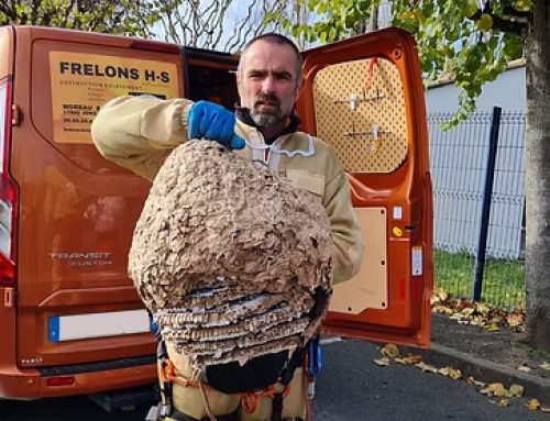 FRELONS H-S – Désinsectisation & lutte anti-nuisibles à Jonzac, en Haute-Saintonge (17)