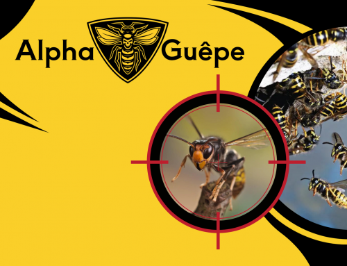 Alpha Guêpe – Spécialiste anti-nuisibles autour de La Ferté-Bernard (72)