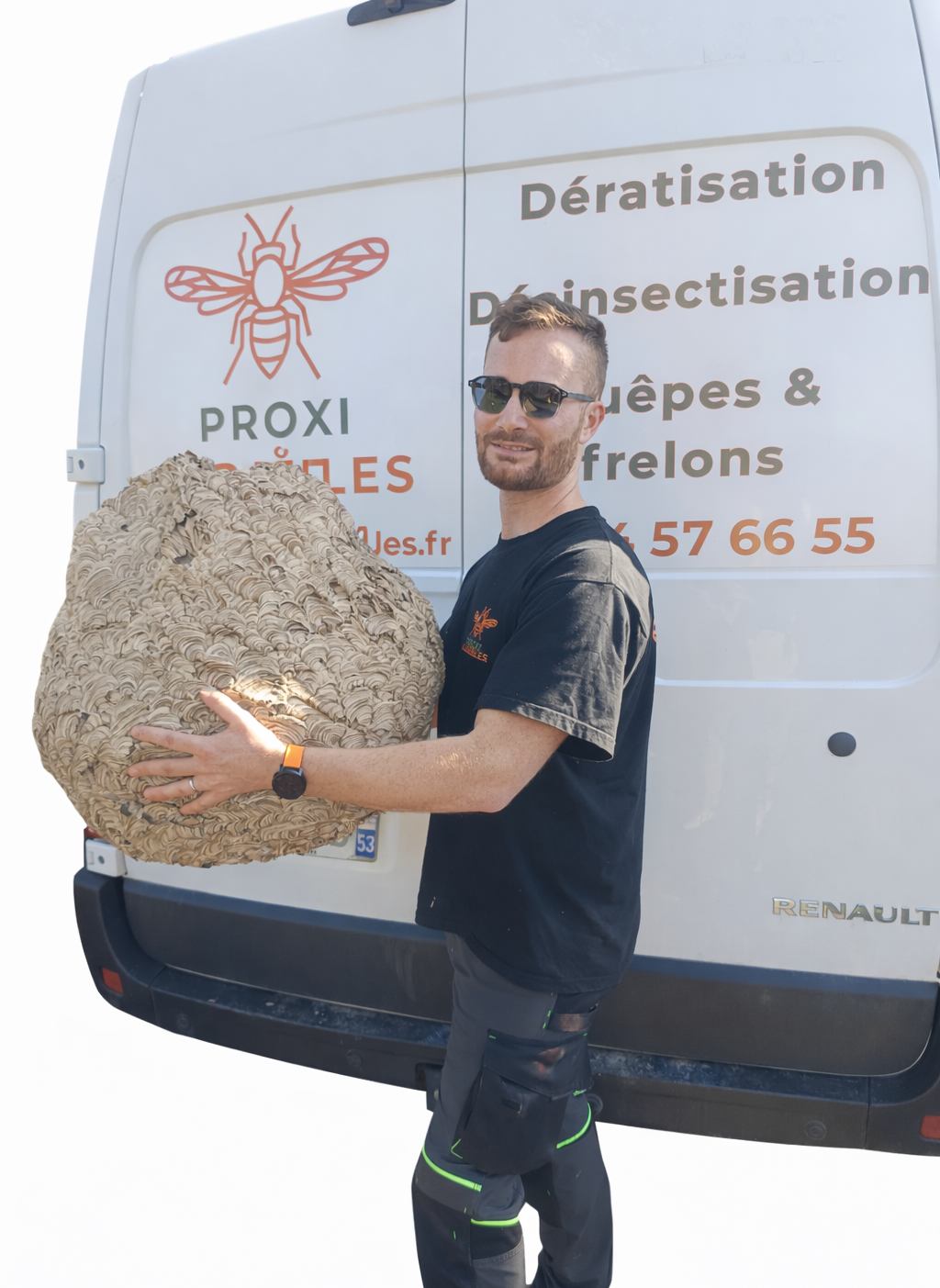 Destruction nids de frelons asiatique à Laval, Vitré